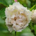 White Grootendorst