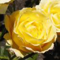 812_casino_2_125.jpg
