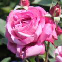 813_blue_parfum_2_125.jpg