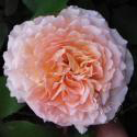 ABRAHAM DARBY (Абрахам Дерби)
