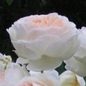 822_michele_morgan_3_125.jpg