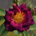 Princess Sibilla de Luxembourg