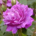 William Lobb