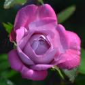 Boul de Parfum