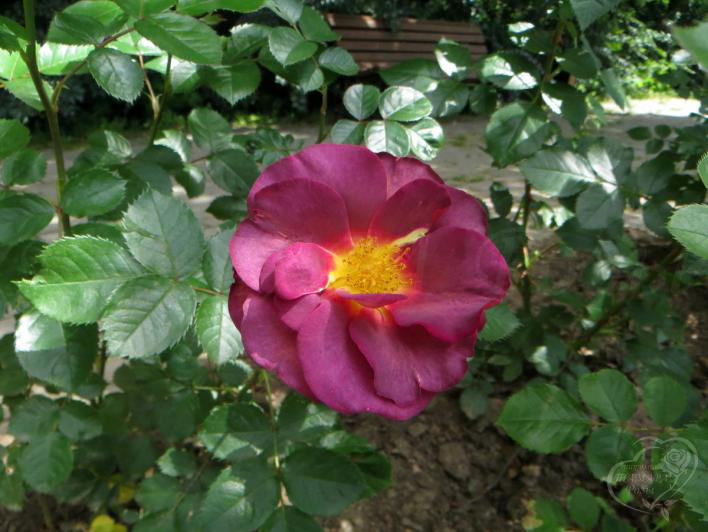 830_blauwestad_1.jpg