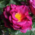 830_blauwestad_2_125.jpg
