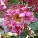 830_blauwestad_3_125.jpg