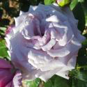 835_neptune_3_125.jpg