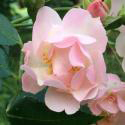 Pink Skyliner