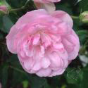 Mozart's Lady