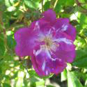 842_lavender_friendship_2_125.jpg