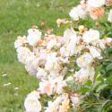 845_ghislaine_de_feligonde_3_125.jpg