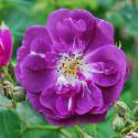 Purple Skyliner