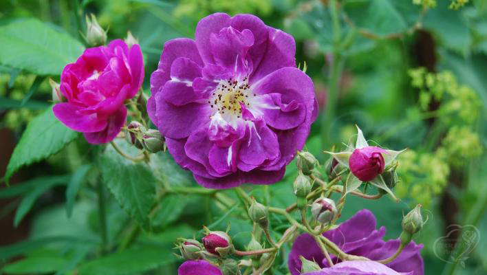 846_purple_skyliner_1_708.jpg