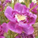 846_purple_skyliner_2_125.jpg