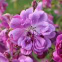 846_purple_skyliner_3_125.jpg