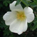Rose spinosissima