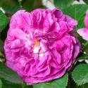 Parfum Flower Circus