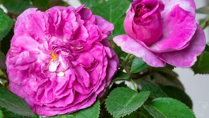 855_parfum_flower_circus_1708.jpg