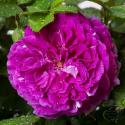 855_parfum_flower_circus_2125.jpg