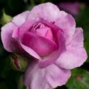 855_parfum_flower_circus_3125.jpg