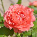 Corail gelee