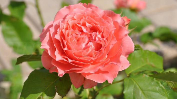 856_corail_gelee_1_708.jpg