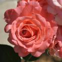 856_corail_gelee_2_125.jpg