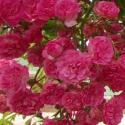 861_minnehaha_3_125.jpg