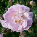 Brise Parfum