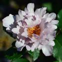 Couture Rose Tilia