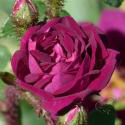 868_nuits_de_young_2_125.jpg