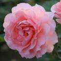 86_l’aimant_3_125.jpg
