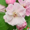 Guirlande Rose