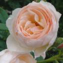 87_heritage_3_125.jpg