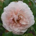 Rose de Tolbiac