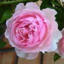 The Wedgwood Rose