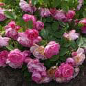 891_zaiga_3_125.jpg