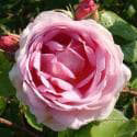 Constance Spry