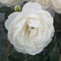 898_lichfield_angel_2_125.jpg