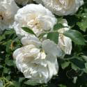 898_lichfield_angel_3_125.jpg