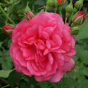 ROSARIUM UETERSEN (Розариум Ютерзен)