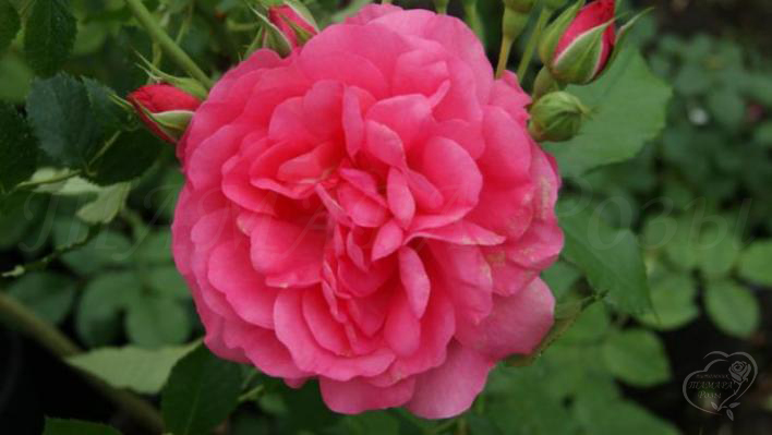 8_rosarium_uetersen_1_708.jpg