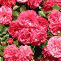 8_rosarium_uetersen_2_125.jpg