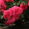 8_rosarium_uetersen_3_125.jpg