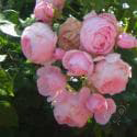 902_voyage_3_125.jpg