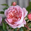 Anne Boleyn