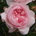 907_wisley_2008_2_125.jpg