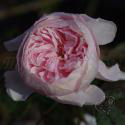 907_wisley_2008_3_125.jpg