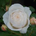 Rose Marie